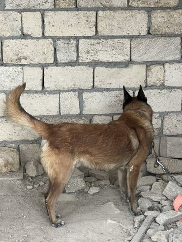 İtlər: Belçika çoban iti, 2 il, Erkek, Peyvəndli — 3