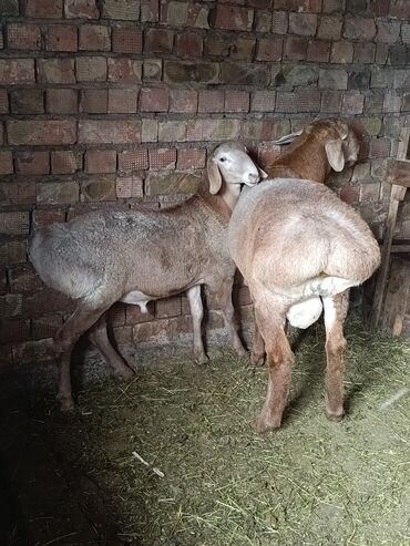 домики для котов: Продаю | Баран (самец) | Арашан | Для разведения | Племенные