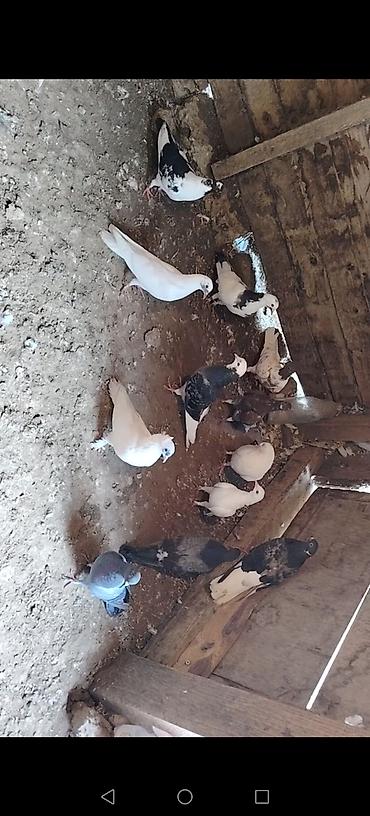 goyercin sekli: Bir quwxananin quwlaridi icinde ucuwu bilinen kotuk quwlar var goy — 1