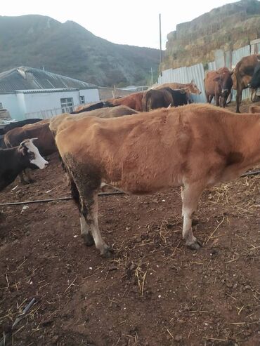 Inəklər, öküzlər: 30 ədəd inək, 16 düyə 26 dişi dana, 5 erkək dana,3 buzov satilir — 12