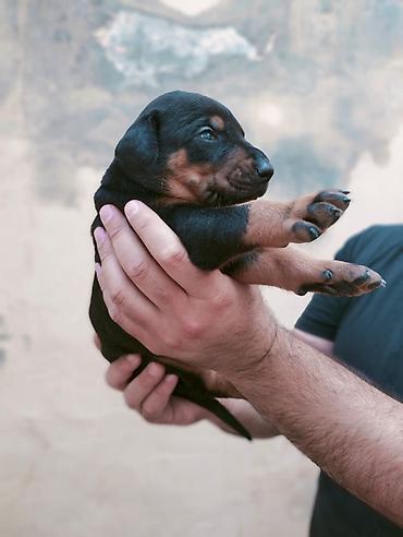 dişi doberman: Doberman, Peyvəndli — 2
