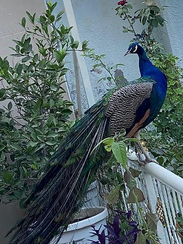 quslar haqqinda melumat: Məhsul: Göy tovuz quşları (Indian Blue Peacock – Pavo cristatus) — 2
