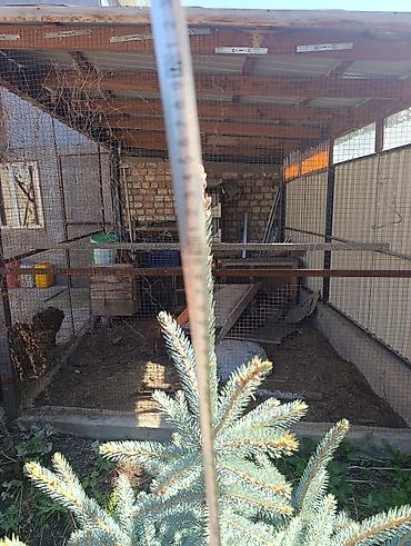 Үй жана бакча: Ель колючая (Picea pungens), голубая форма + туя западная (шаровидная) — 6