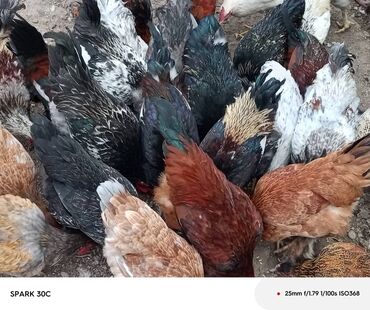 эшек сатам: Продаю Кур несушек. Петухи для развода или на мясо крупной породы