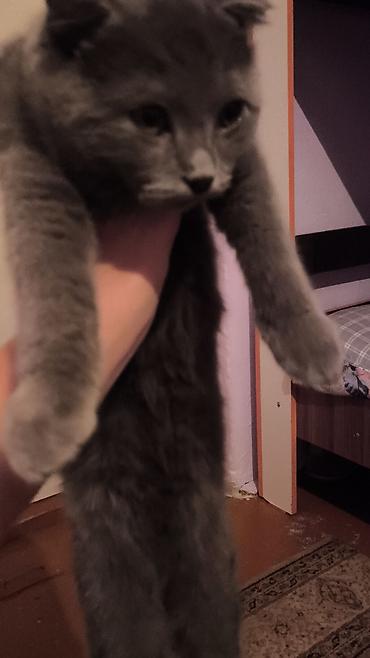 скотиш фолд ош: Шотландский вислоухий котёнок (Scottish Fold), окрас — сплошной серый — 4