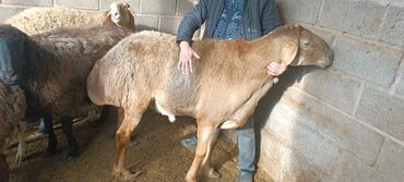 Бараны, овцы: Продаю | Баран (самец) | Для разведения | Осеменитель — 5
