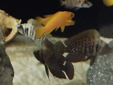 Balıqlar: Cixlid balığı -da lalafo.az — 1 Balıqlar: Cixlid balığı — 1