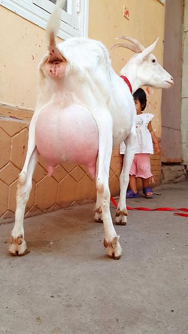 Козы, козлы: Продаю | Козлёнок | Для разведения — 29