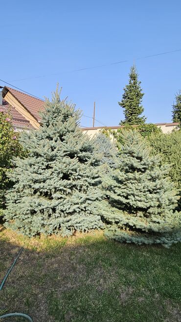 порода бука: Голубые ели (Picea pungens Glauca) для ландшафта - Декоративные