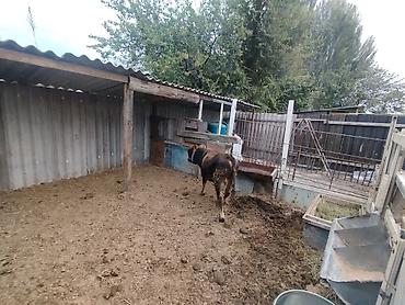 эр: Продаю | Бык (самец) — 4