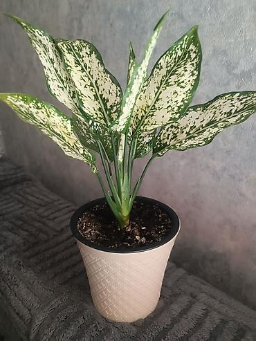 Аглаонема вариегатная (Aglaonema) в горшке - Эффектная