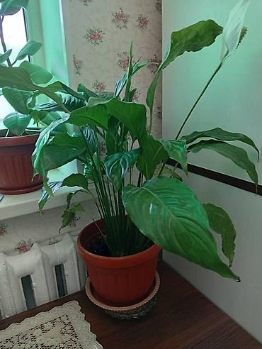 Бөлмө өсүмдүктөрү: Спатифиллум (Spathiphyllum) в горшке - Крупное комнатное растение с — 3
