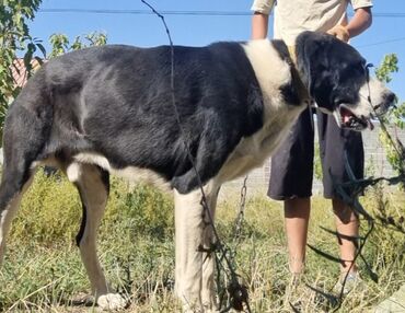 Продажа собак: Алабай, 1 год, Самец, С прививкой