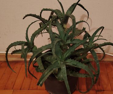 fikus gulunun faydalari: Saksıda aloe (Aloe) – dekorativ, ətli yarpaqlı, tikanlı kənarları olan