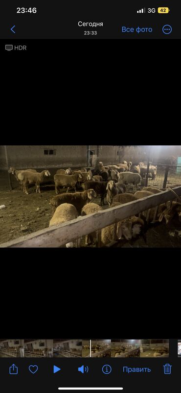 Бараны, овцы: Продаю | Баран (самец) | Арашан | На забой, Для разведения | Осеменитель