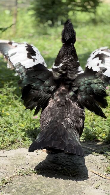 Ördəklər: Muscovy ördəyi (indoutka) – qarışıq qara-ağ lələklər, qırmızı karnizli — 9