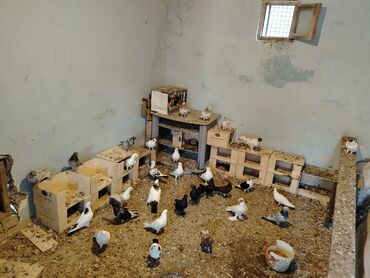 Gəmiricilər: Tergitme quslar satilir bir qusxana qusdur bala 2 3dene olar qalani