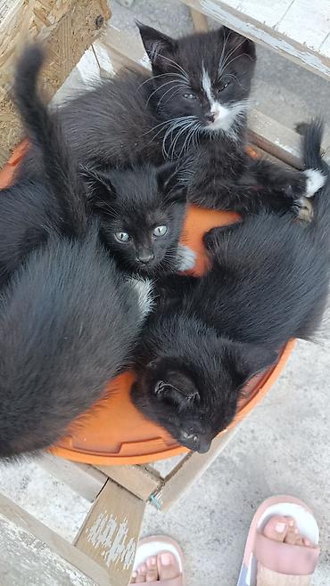 кошка бишкек: Кошка даром: Беспородная, 2 месяца, Мальчик — 2