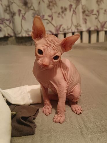 фонд добрые руки: Очаровательные котята донского сфинкса ищут заботливые руки! 🐾