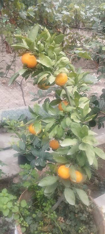 aci bibər: Saksıda ətirli limon ağacı (Citrus limon) – bol çiçəklidir. Məhsul — 6