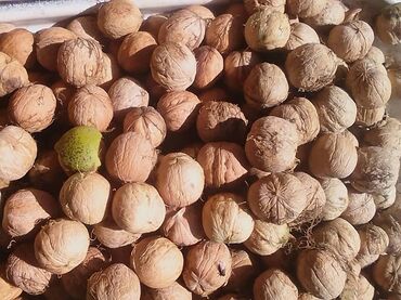 купить грецкий орех саженцы: Продаю Грецкий орех крупный со своего сада. Урожай 2025 года (свежие)