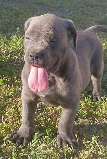 Psi: Kane Korso štenci Odgajivačnica Cane Corso Kennel Heavenly Kingdom FCI na lalafo.rs — 18 Psi: Kane Korso štenci Odgajivačnica Cane Corso Kennel Heavenly Kingdom FCI — 18