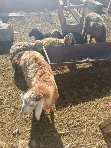 наполнитель для животных: Сатам | Ургаачы кой (ургаачы) | Көбөйтүү үчүн