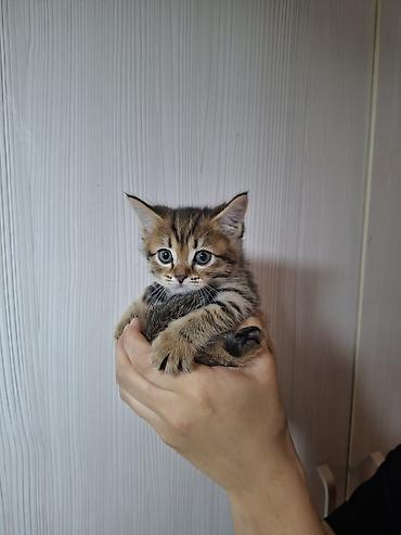 сямская кошка: Породистый котёнок тигрового окраса - Возраст: примерно 1–2 месяца - — 1