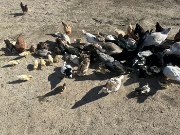 Ördəklər: Salam Aleykum Satılır Ördək Qaz Ördək Cücəsi Toyoq 36 Ədəd Lal Ördək — 23