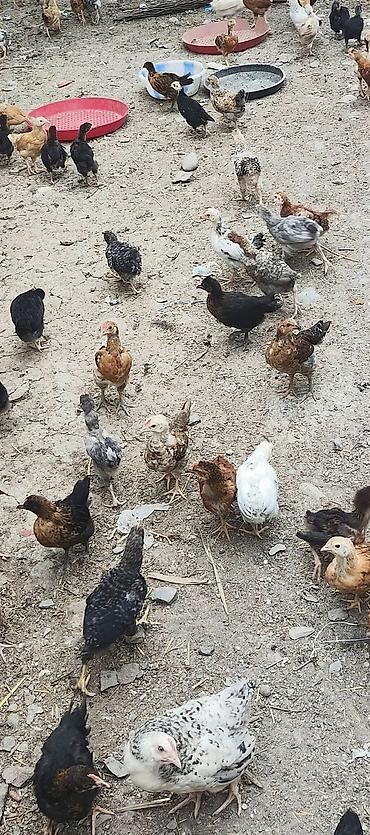 quslar haqqinda melumat: Toyuq cücələri, Ətlik, Ünvandan götürmə — 4