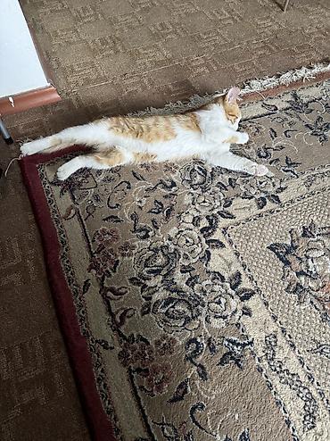 влажный корм для котят: 4 месяца, Мальчик, Приучена к лотку, Проглистована — 5
