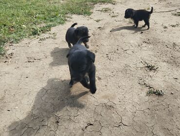 it doberman: 1 ay, Erkek, Ünvandan götürmə