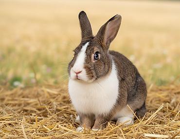 Кролики: Продаю | Крольчиха (самка), Крольчата — 1