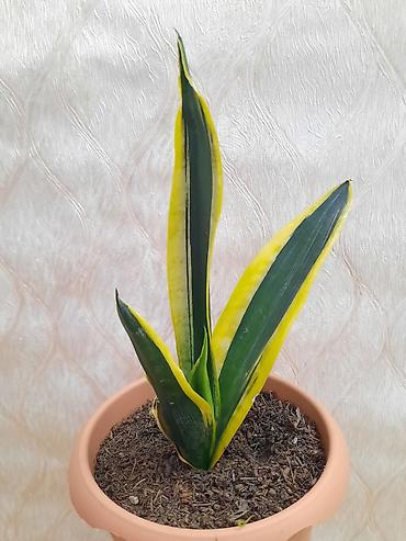 Растения: Sansevieria gold — 1
