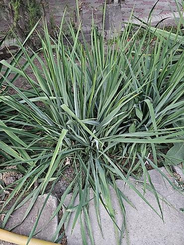 початки кукурузы: Юкка садовая (Yucca filamentosa) — декоративное многолетнее растение — 1