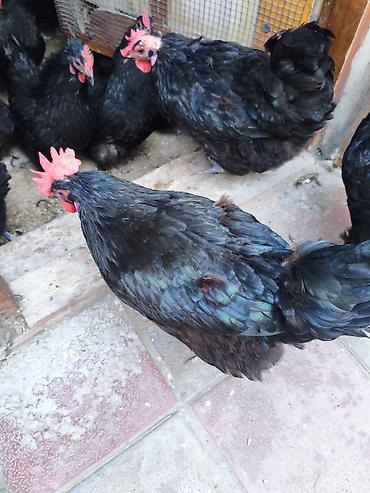 Toyuq, Australorp, Yumurtalıq