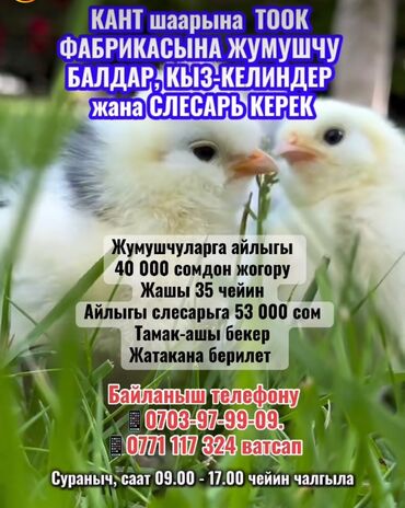 Другие специальности: Требуется сотрудник, Полный рабочий день, Оплата Сдельная