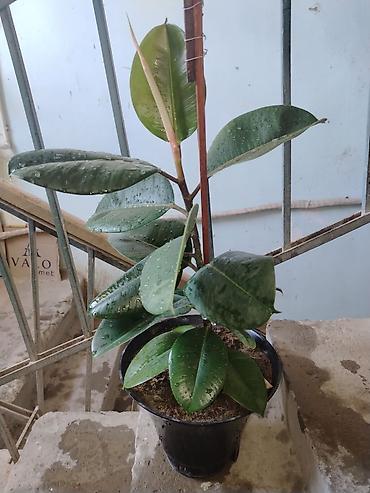 orxideya torpağı: Fikus elastika (rezin ağacı) – dekorativ otaq bitkisi - Növ: Ficus — 1