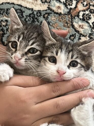 русская короткошерстная кошка: Очаровательный котенок с полосатым окрасом, напоминающим табби, и