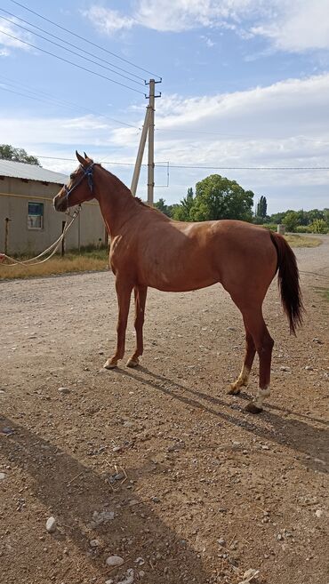 Лошади, кони: Продаю | Кобыла (самка) — 6