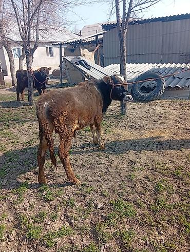 Коровы, быки: Продаю | Бык (самец) | На откорм | Привязанные — 3
