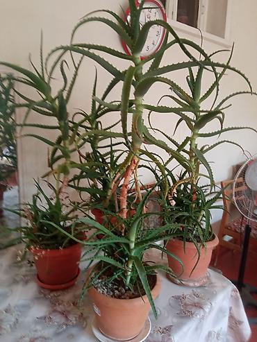 dekorativ ağac topiariya: Saksıda Aloe (sukulent) bitkiləri - Növ: Aloe (sakkulent, ətli — 2