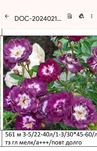 Садовые цветы и кустарники: Корни роз - Крупноцветковая чайно-гибридная роза с — 16