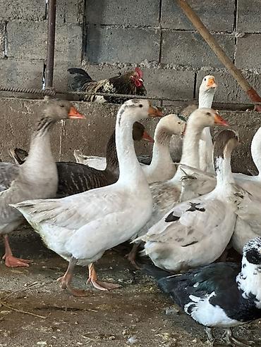 Другие с/х животные: Гуси домашние, серые и белые, молодые особи. Порода Линда 21 голова в — 8