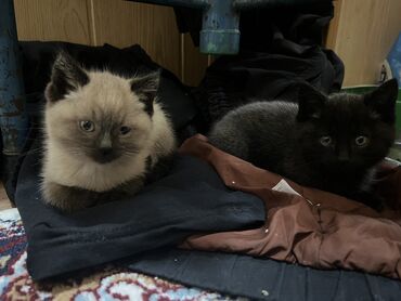 серый кот: Срочно продается шотландские котята!!! Очень ухоженные, белая девочка