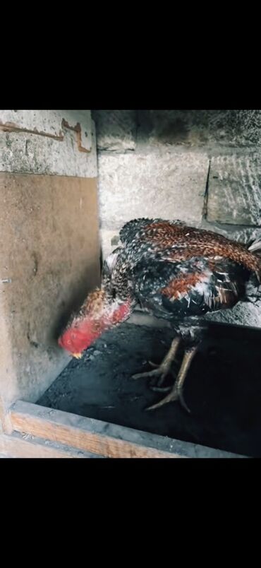 Xoruzlar: Məhsul: Uzunboyun, möhkəm ayaqlı, sərt bədən quruluşlu döyüş tipli — 3