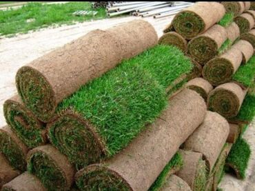 Toxumlar: Enli yarpağ Danimarka novü qazon ları bizdən əldedə bilərsiniz — 3