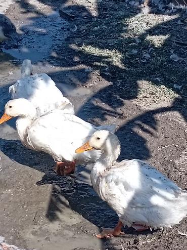 brama toyuqlari satisi: Ağ pekin ördekleri satılır 10azn Əsil ətlikdirlər Sort ördeyler — 2