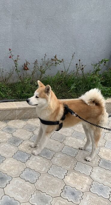 i̇tlər afcarka: Akita-inu, 2 il, Dişi