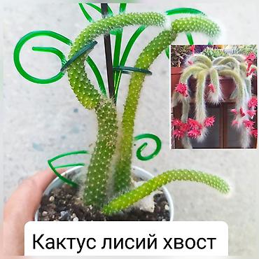 куплю дизельный генератор б у: Продаю цветы — 10
